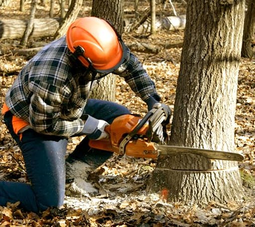 Tree Removal in Claremont, MN